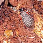 Körniger Laufkäfer (Carabus granulatus)