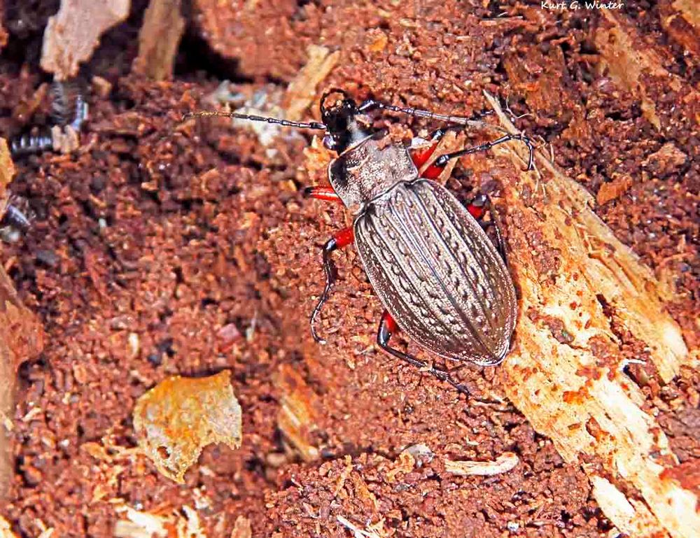 Körniger Laufkäfer (Carabus granulatus)