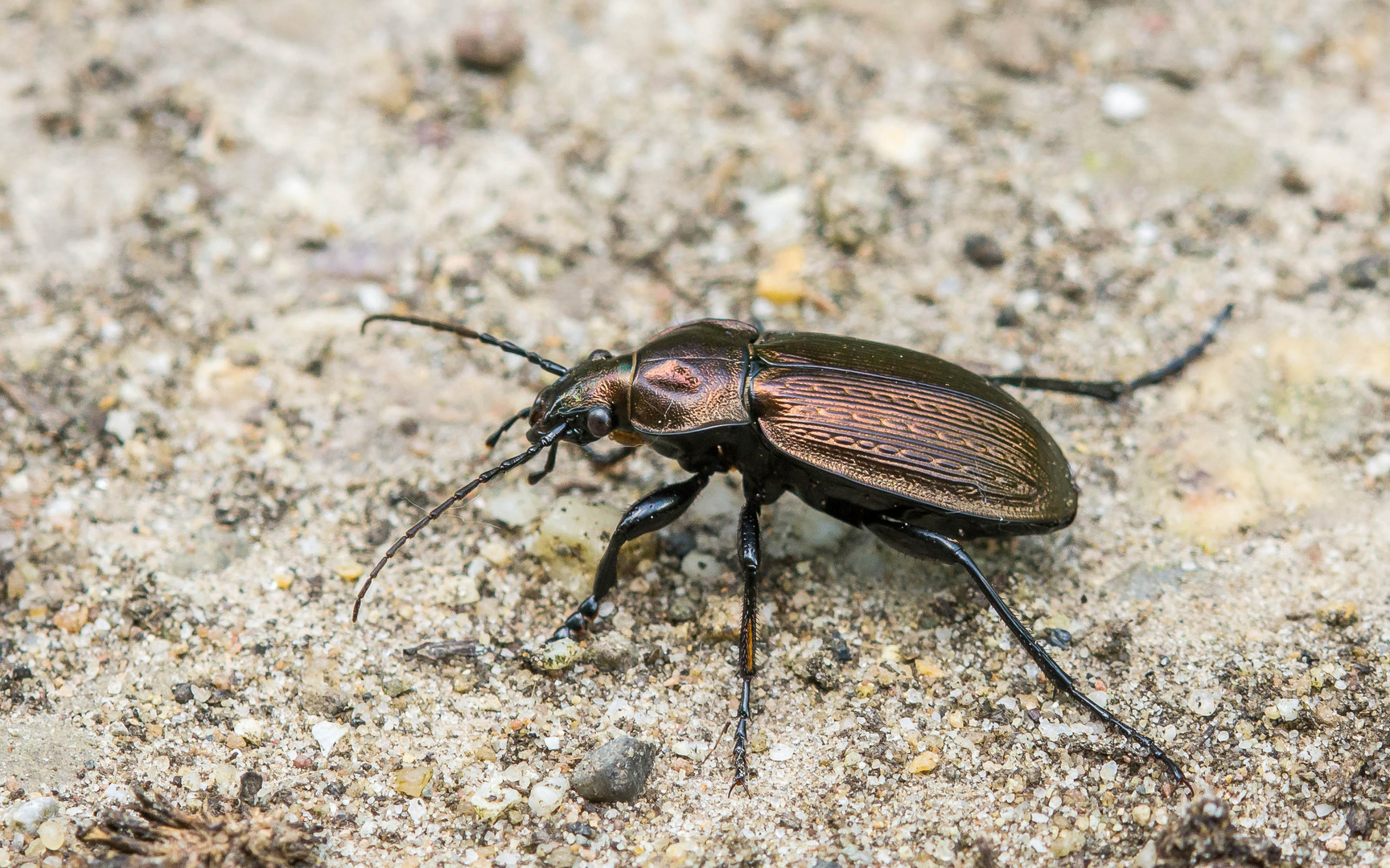 Körniger Laufkäfer