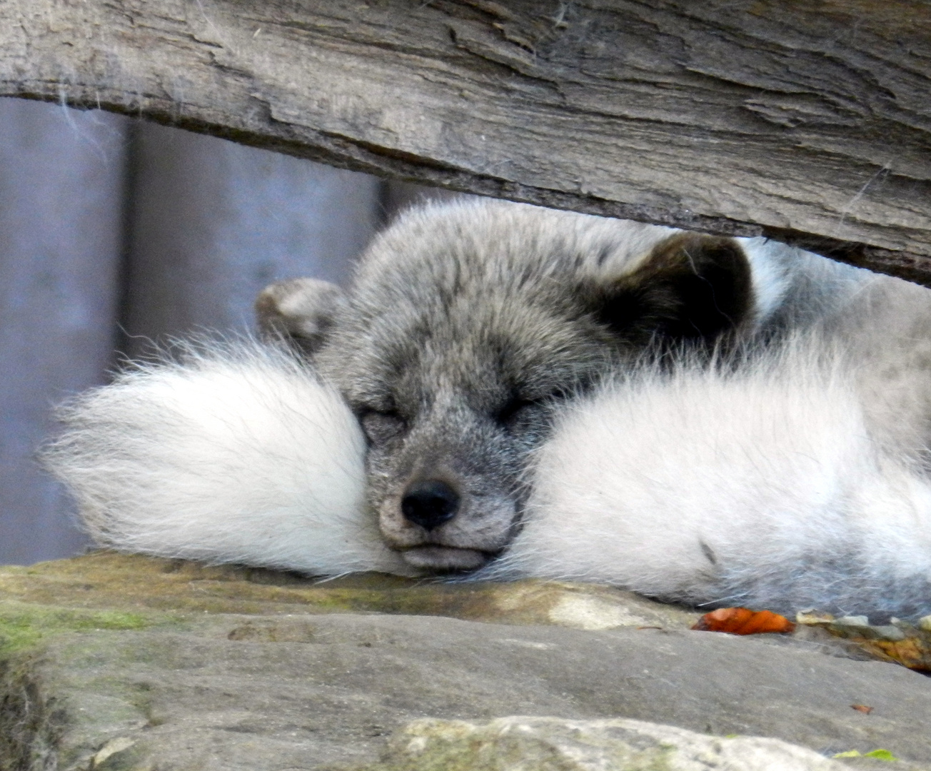 Körpereigenes Kissen ( Eisfuchs )