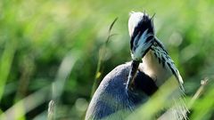 Körperpflege des Graureihers im Tiefgras ...