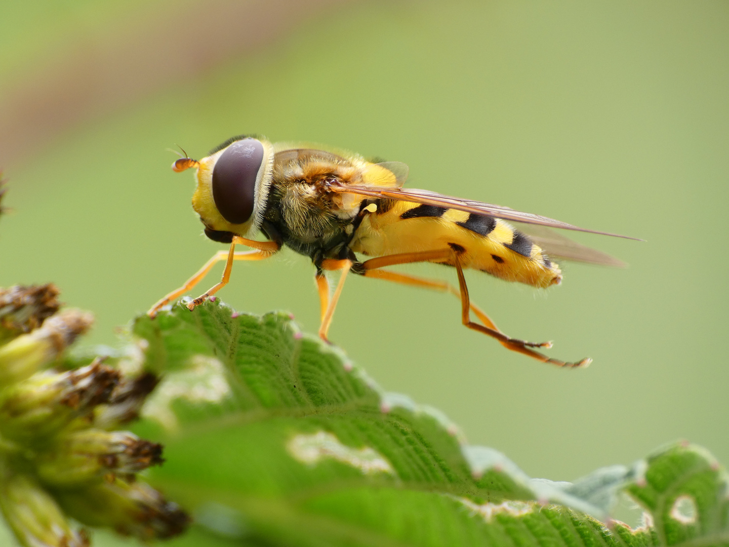 Körperpflege einer Schwebfliege