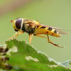 Körperpflege einer Schwebfliege