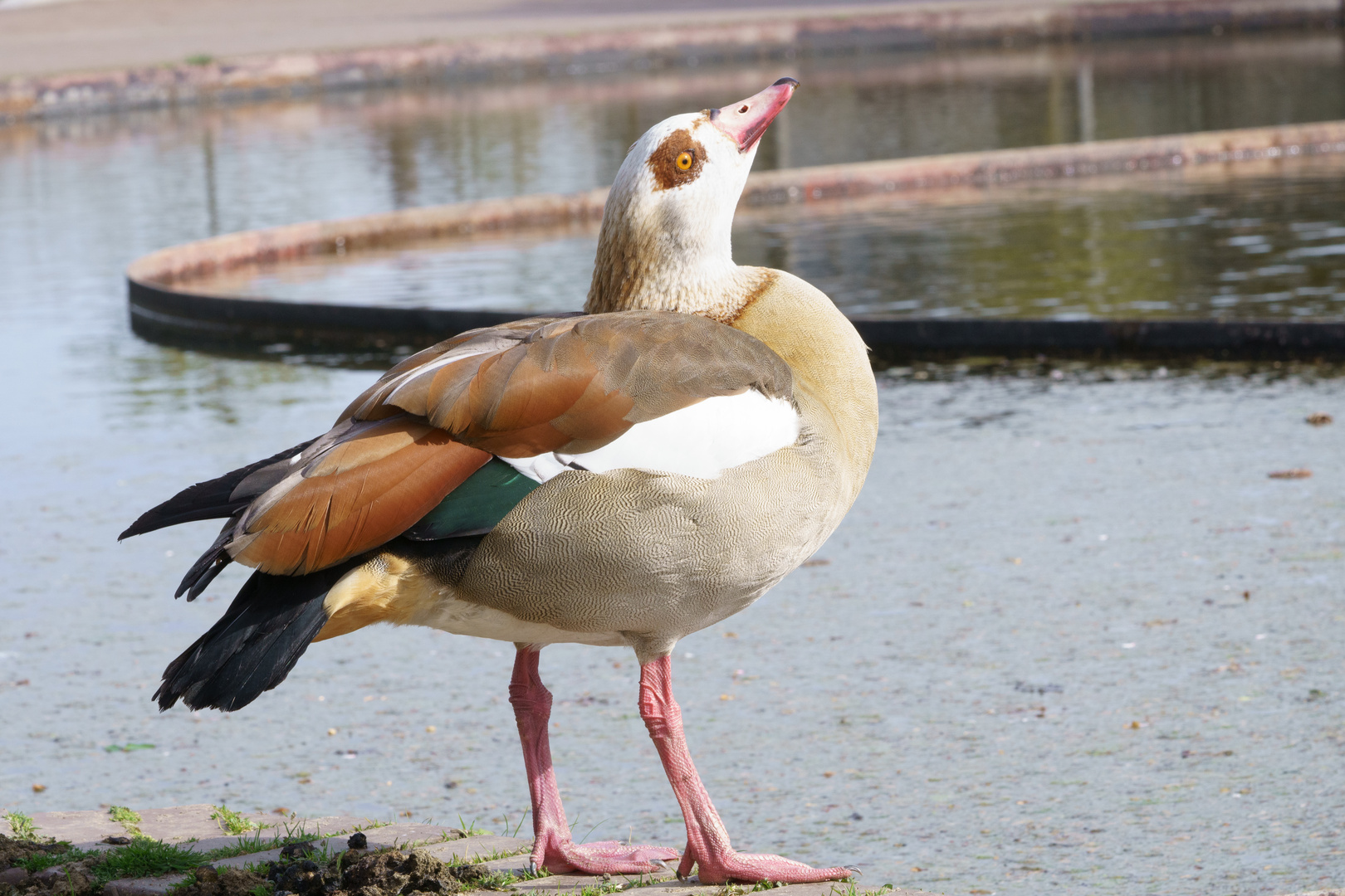 Körperpflege und Posing