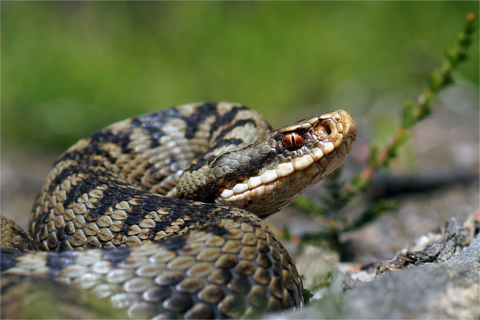 Körperspannung - Kreuzotter (Vipera berus)