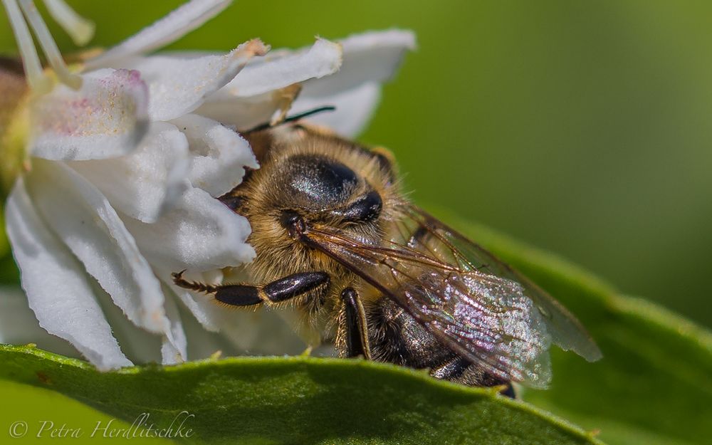 köstlich Foto & Bild | tiere, garten, natur Bilder auf fotocommunity