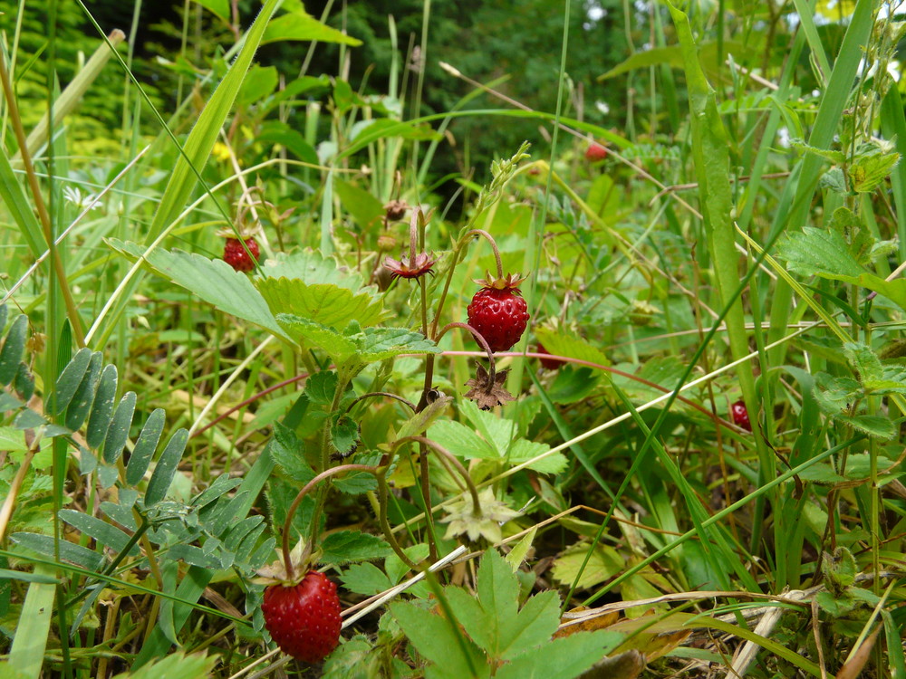 köstliche Walderdbeeren