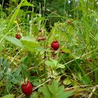 köstliche Walderdbeeren