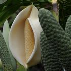 Köstlicher Kolbenriese ( Monstera Deliciosa) - Madeira