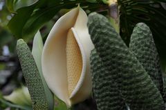 Köstlicher Kolbenriese ( Monstera Deliciosa) - Madeira