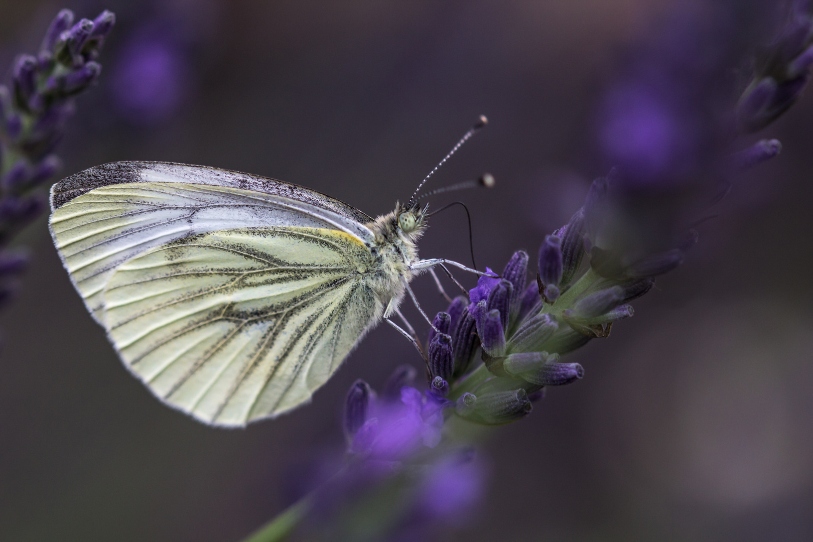 köstlicher Lavendel