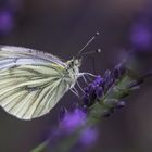 köstlicher Lavendel