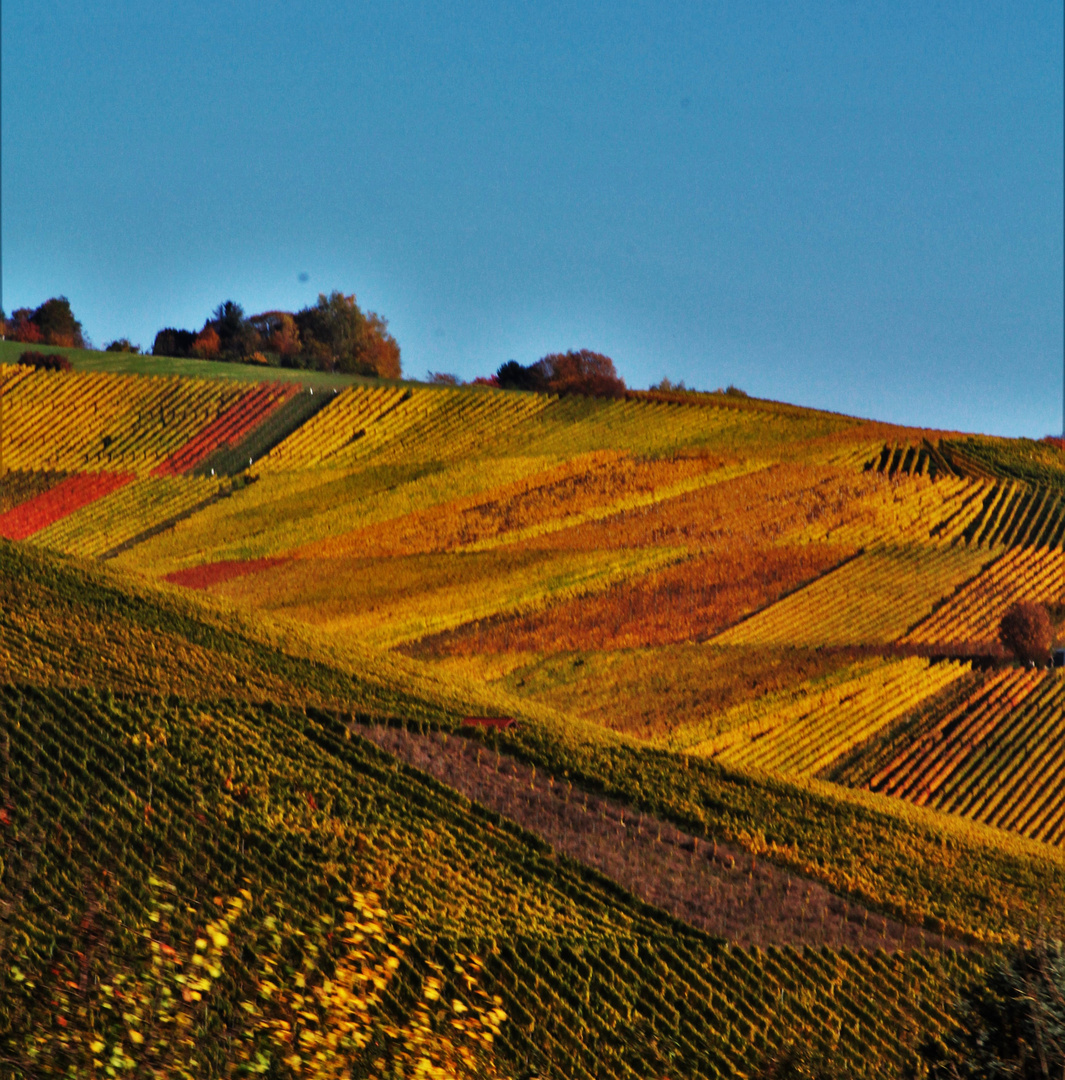 Köstlicher Wein wird in diesem Gebiet  erschaffen