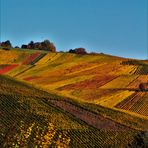 Köstlicher Wein wird in diesem Gebiet  erschaffen