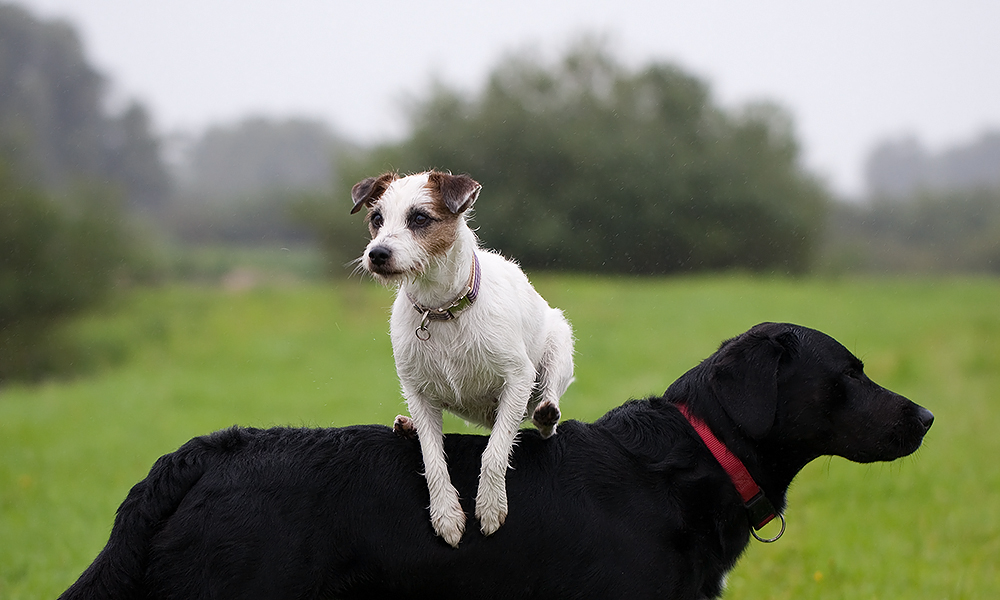 Köti over Gemmer-Dog