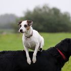 Köti over Gemmer-Dog