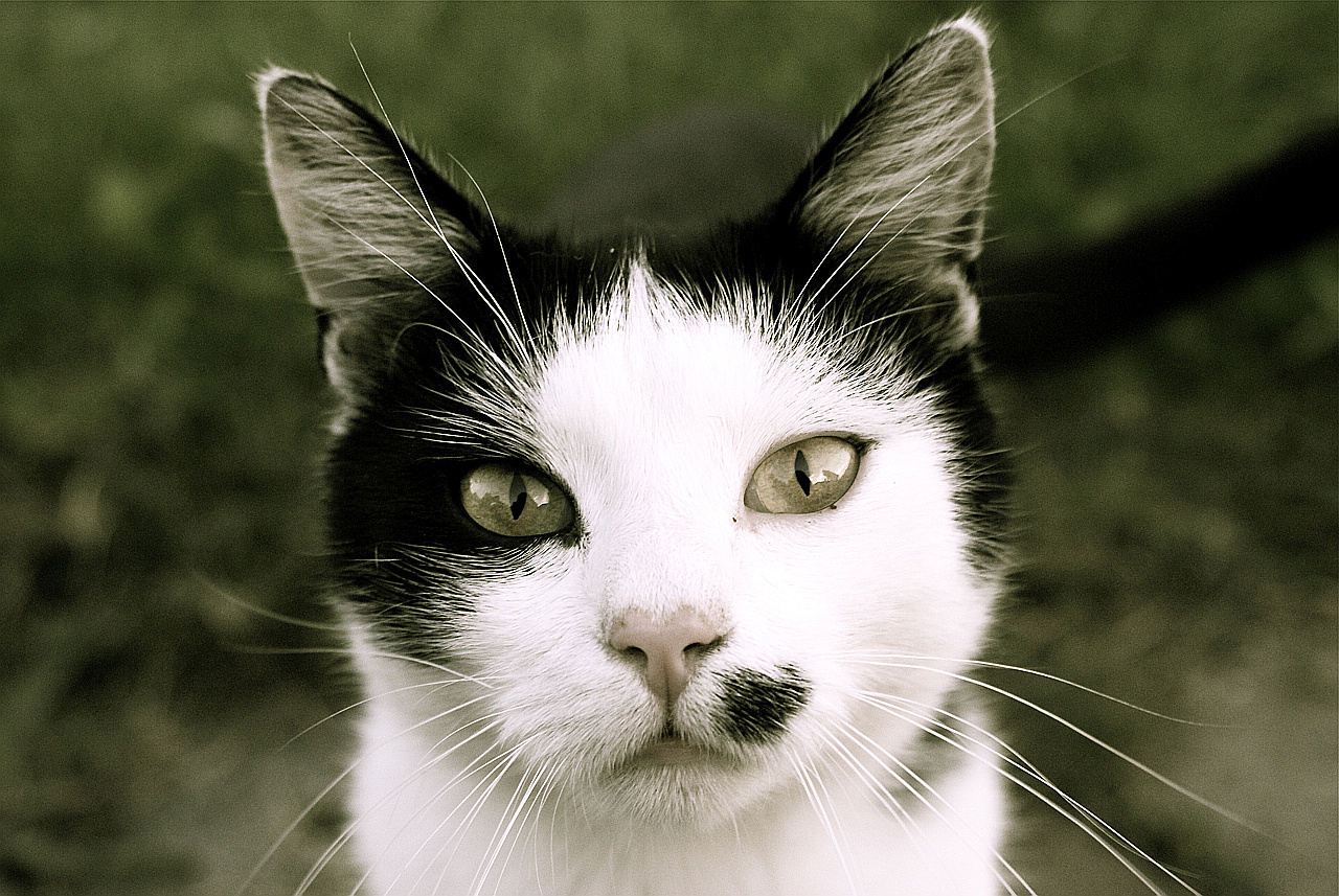 Köturinn oder die fotogene Katze