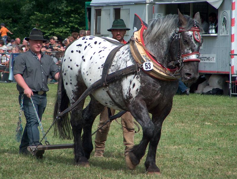 Kötzting 2007 Zugleistung