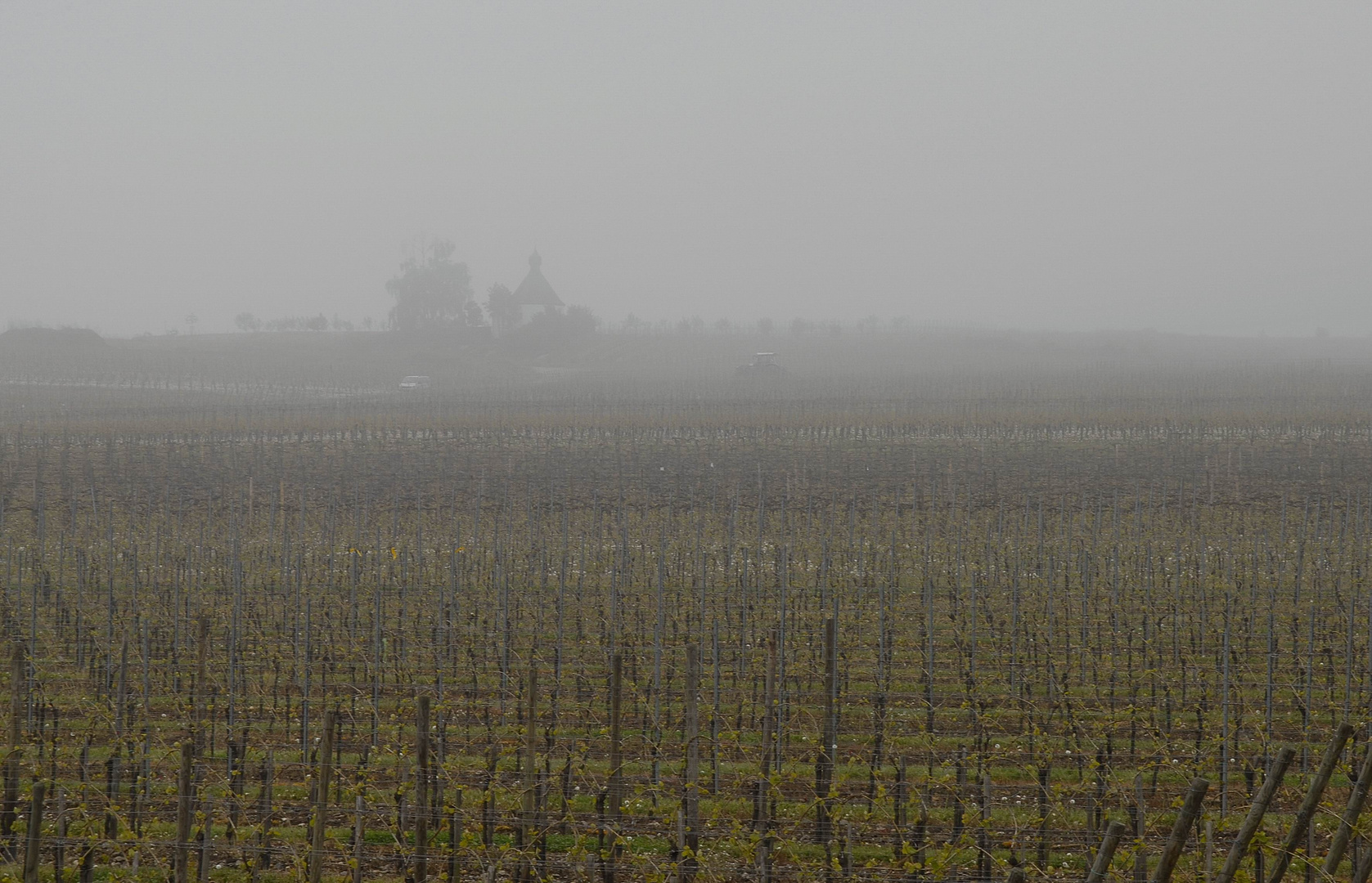 Köwerich - Weinberg im Frühling