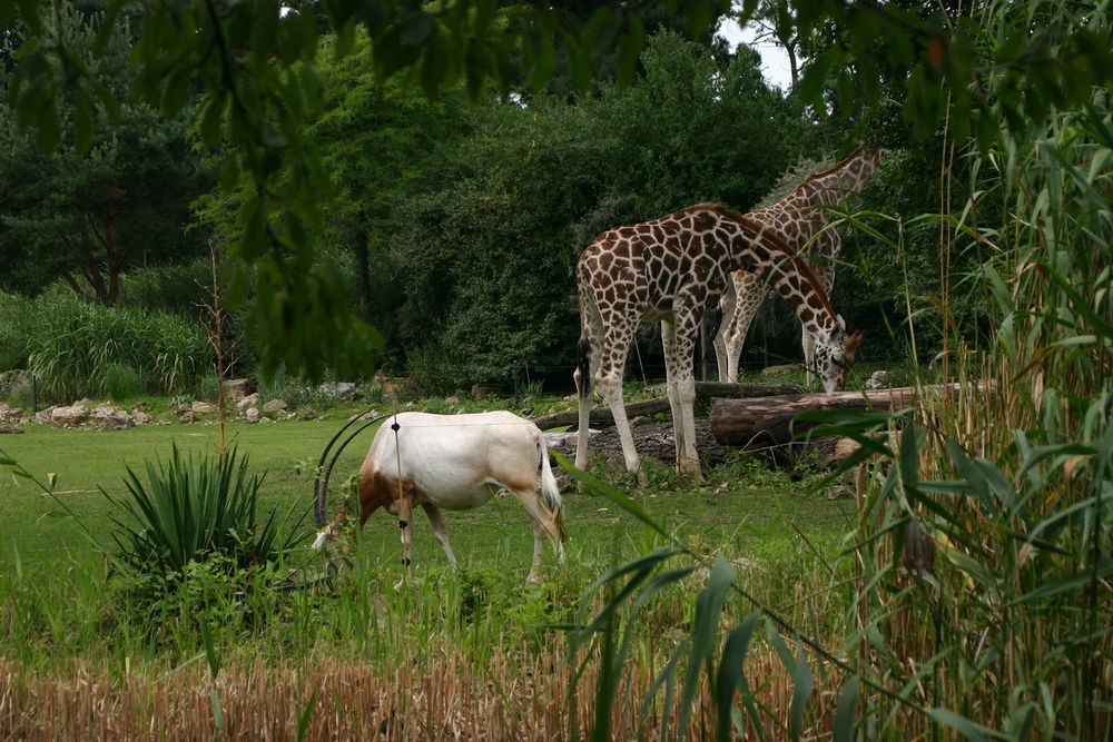 Koexistenz in der AFRIKA-Savanne im Leipziger ZOO