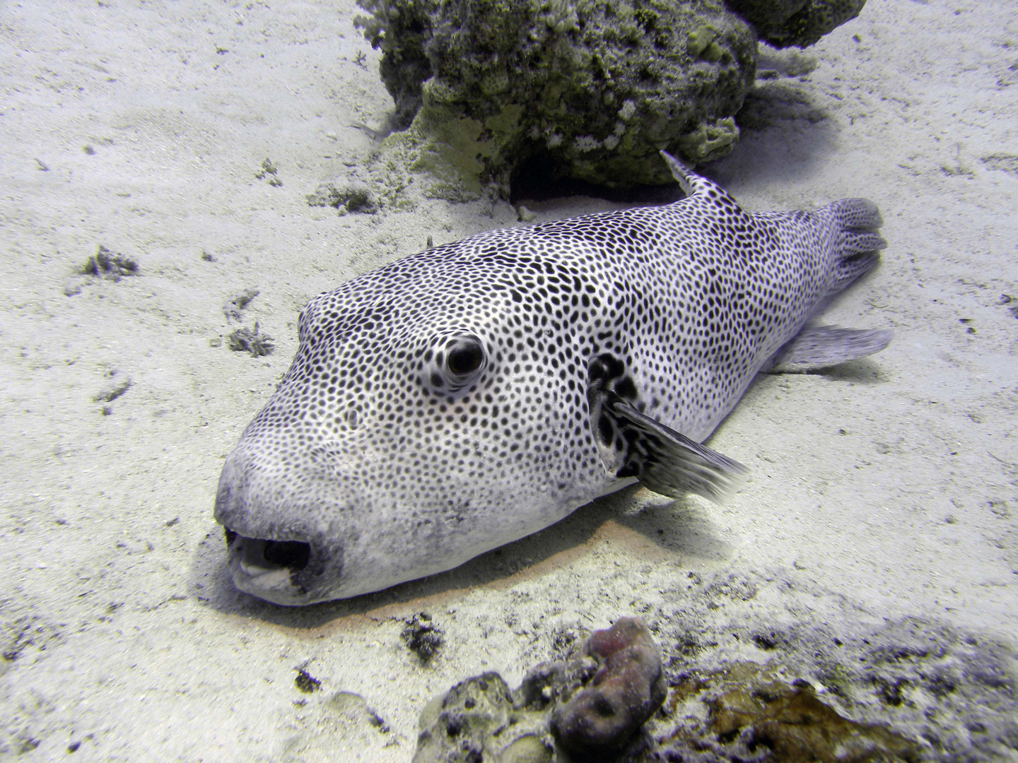 Kofferfisch auf dem Sandboden