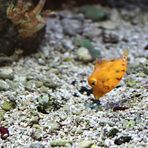 Kofferfisch auf Nahrungssuche