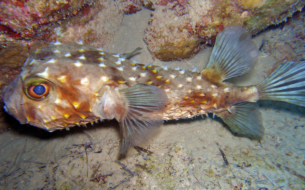 Kofferfisch im Roten Meer Foto & Bild tiere, wildlife, fische Bilder auf Kofferfisch im Roten Meer Foto & Bild tiere, wildlife, fische Bilder auf