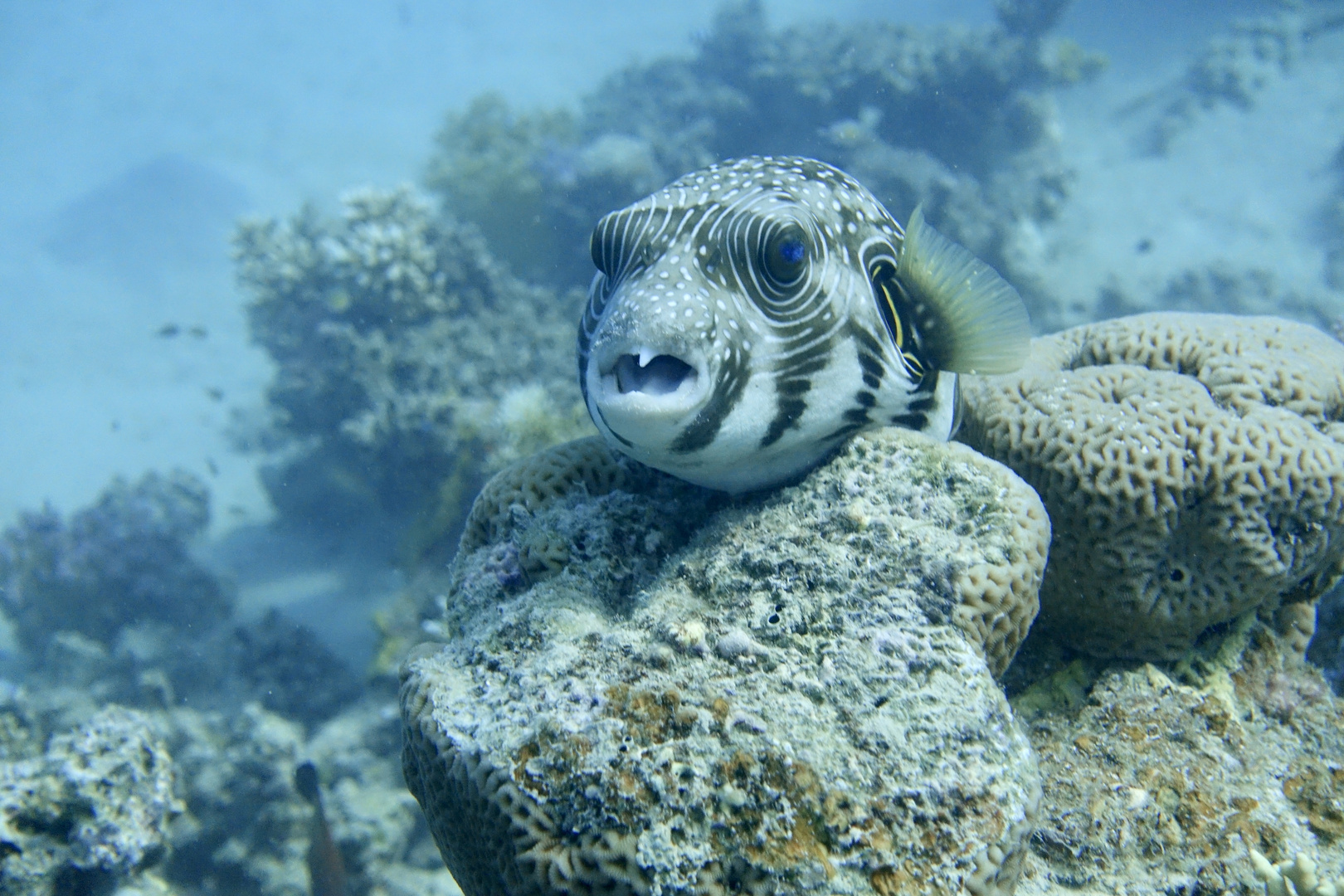 Kofferfisch Rotes Meer