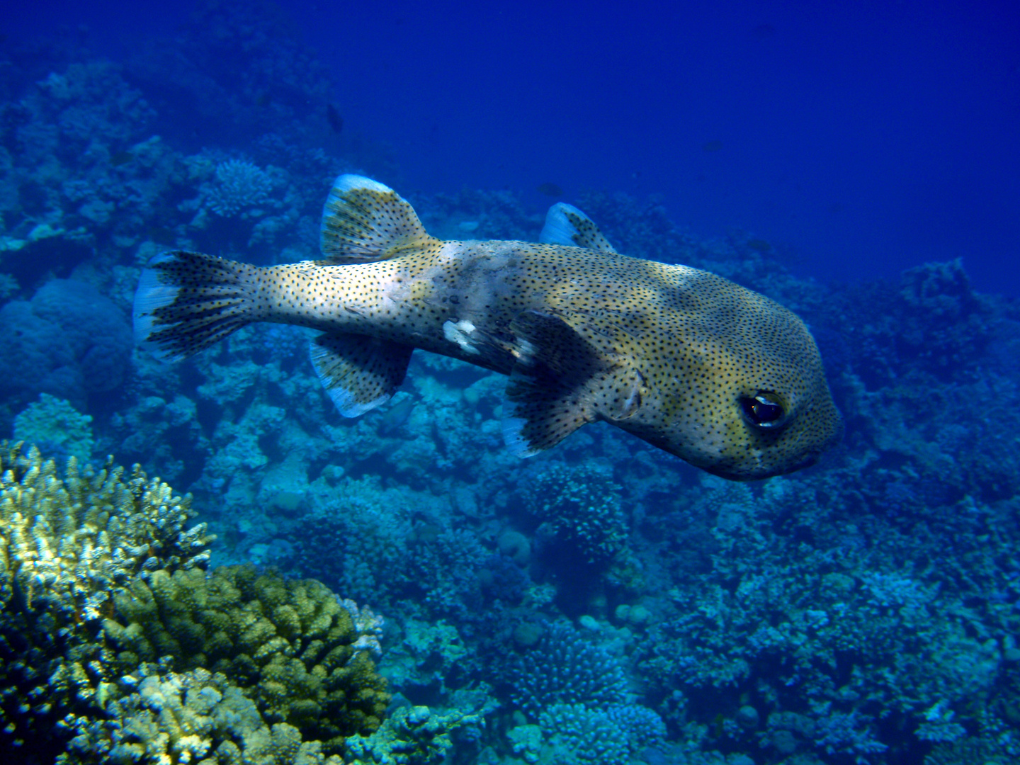 Kofferfisch Rotes Meer