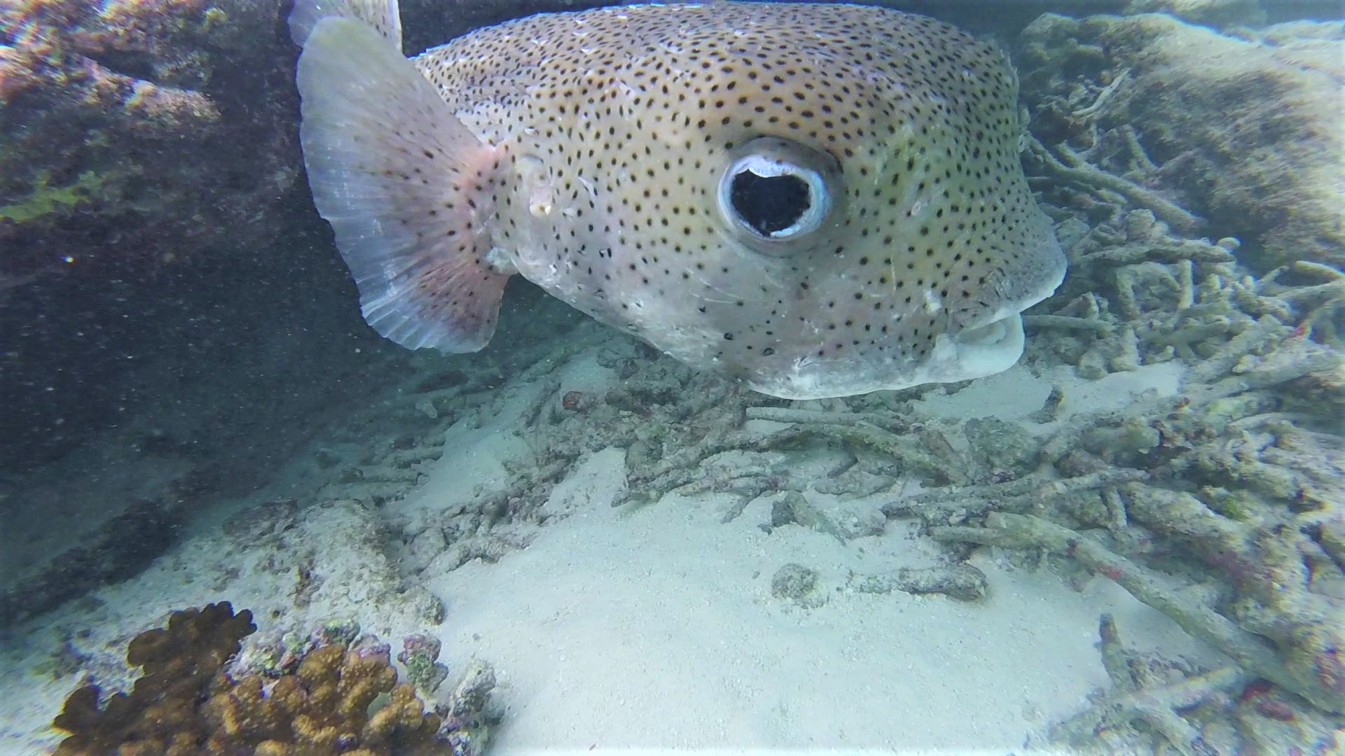 Kofferfisch verliebt 