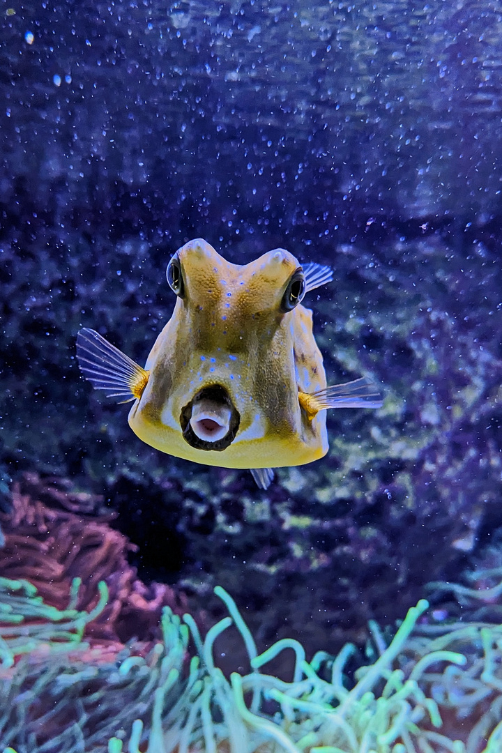 Kofferfisch, Zoo Leipzig.