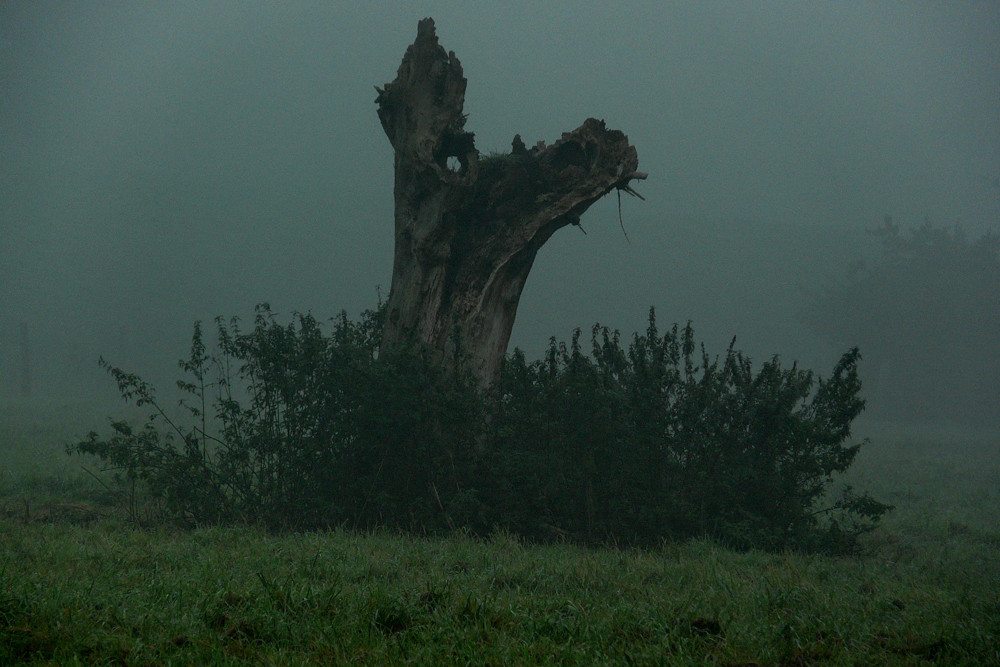 Kofpweide im Nebel