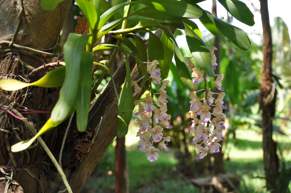 Koh Mak Orchide
