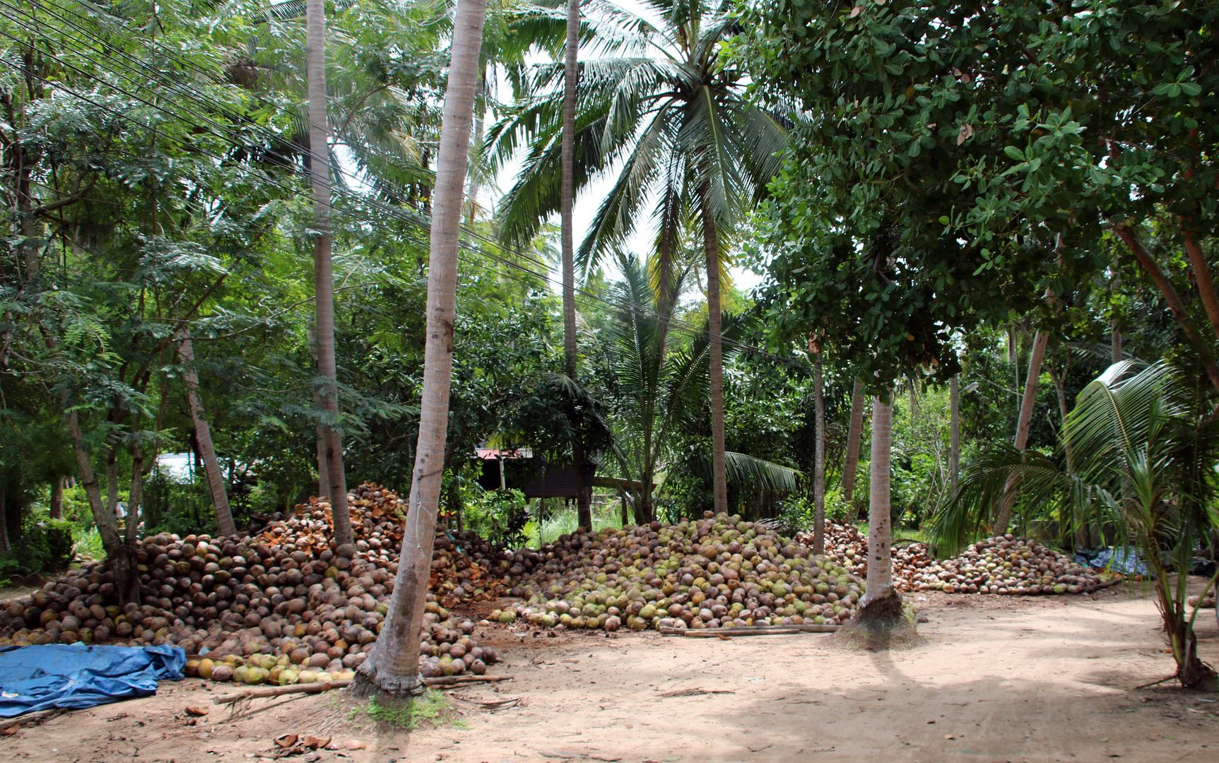 KOH PHANGAN