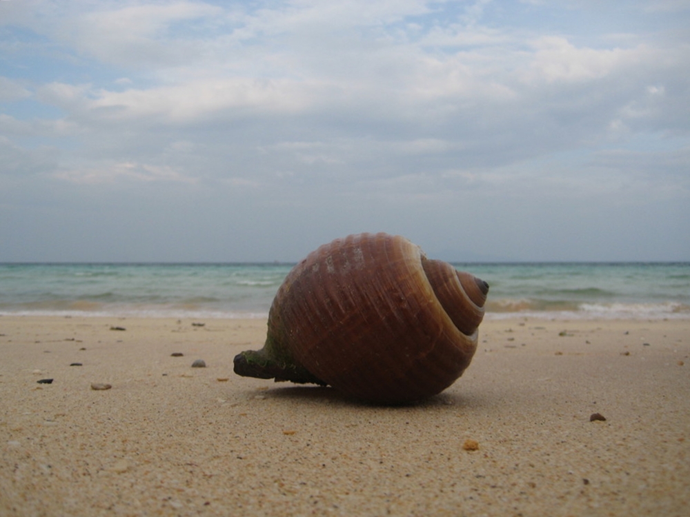 Koh Phi Phi- Muschel