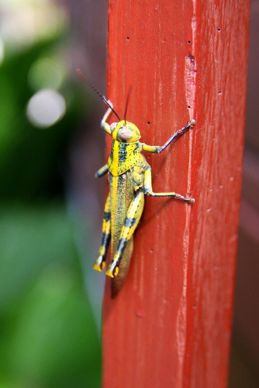 Koh Samui Grashopper