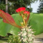 Koh Samui - May all of you have a garden...