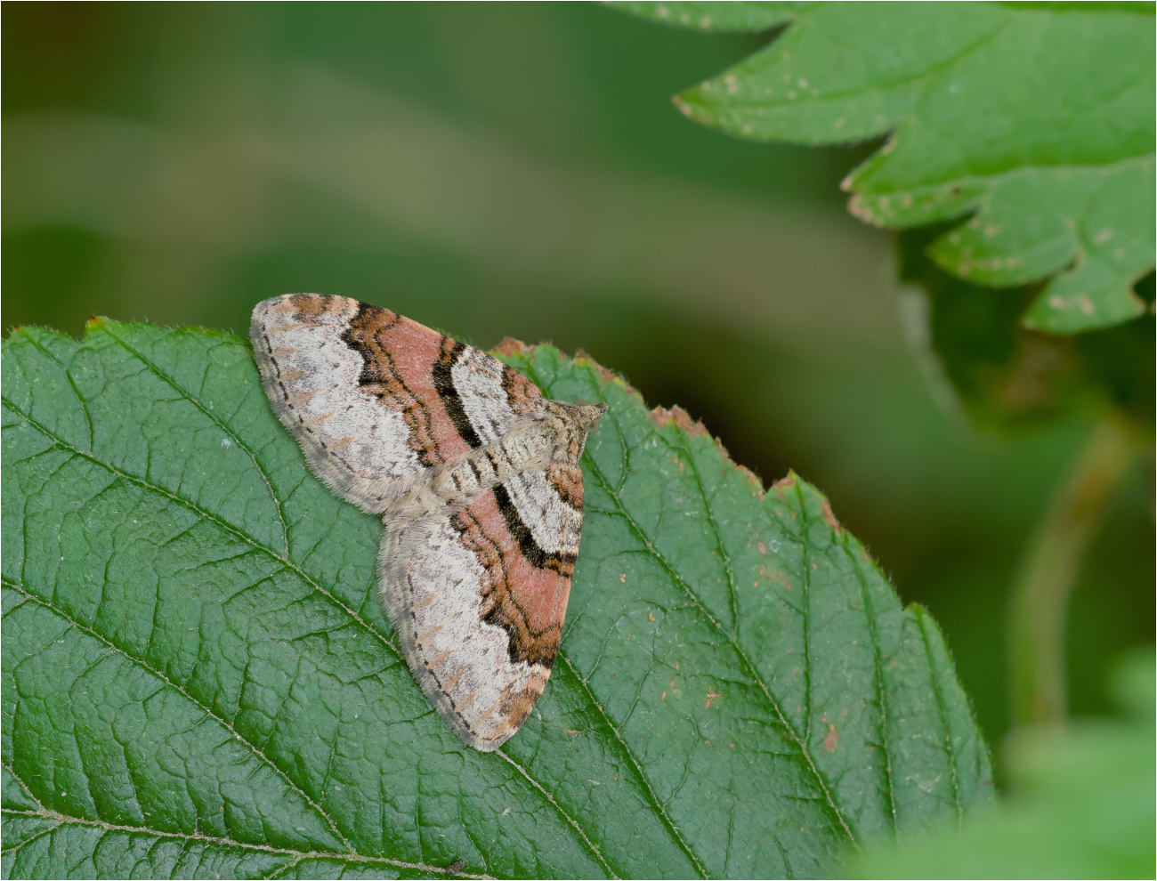 Kohl-Blattspanner (Xanthorhoe designata)