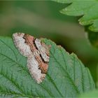 Kohl-Blattspanner (Xanthorhoe designata)