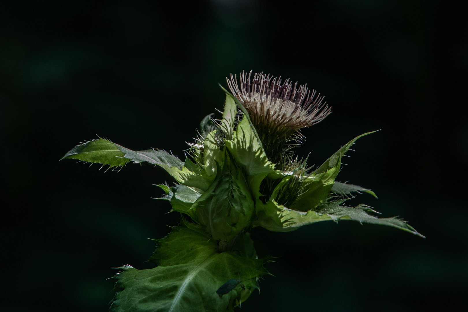 Kohl-Distel