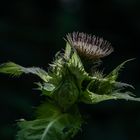 Kohl-Distel