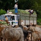 kohl ernte, burma 2011