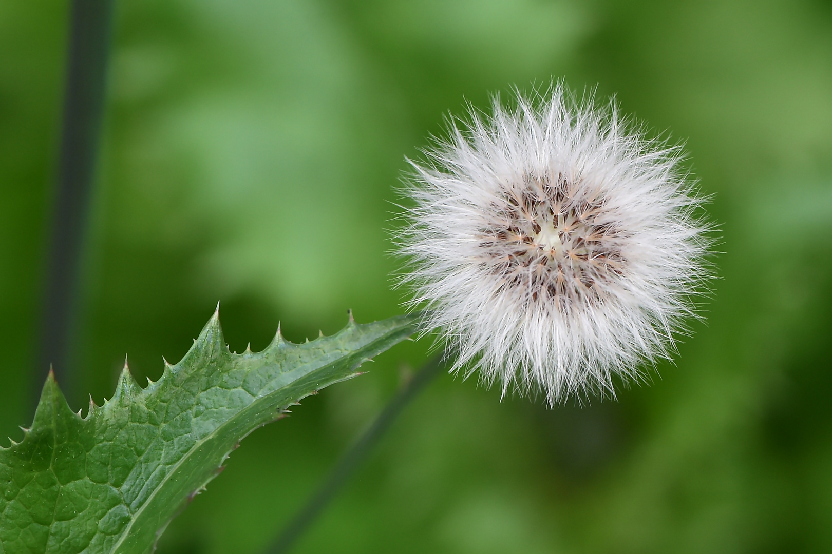 Kohl- Gänsedistel (Sonchus oleracea)