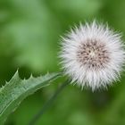 Kohl- Gänsedistel (Sonchus oleracea)