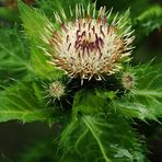  Kohl-Kratzdistel (Cirsium oleraceum)