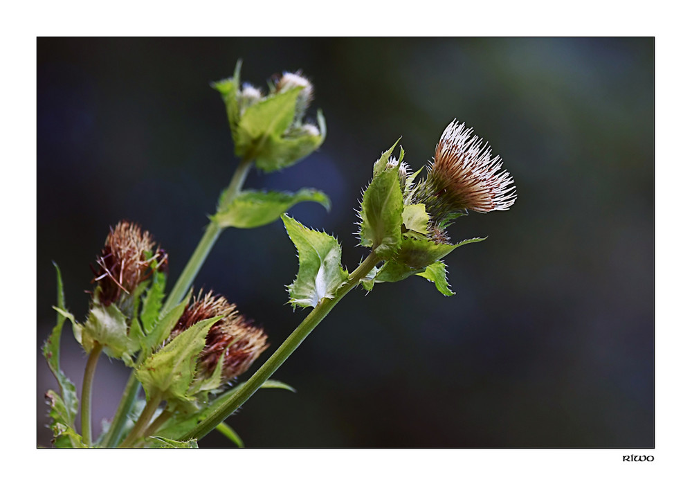 Kohl-Kratzdistel (Cirsium oleraceum)