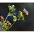 Kohl-Kratzdistel (Cirsium oleraceum)