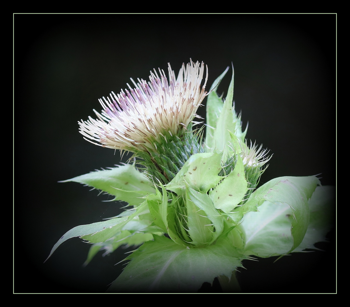 Kohl-Kratzdistel (Cirsium oleraceum).