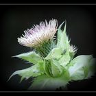 Kohl-Kratzdistel (Cirsium oleraceum).