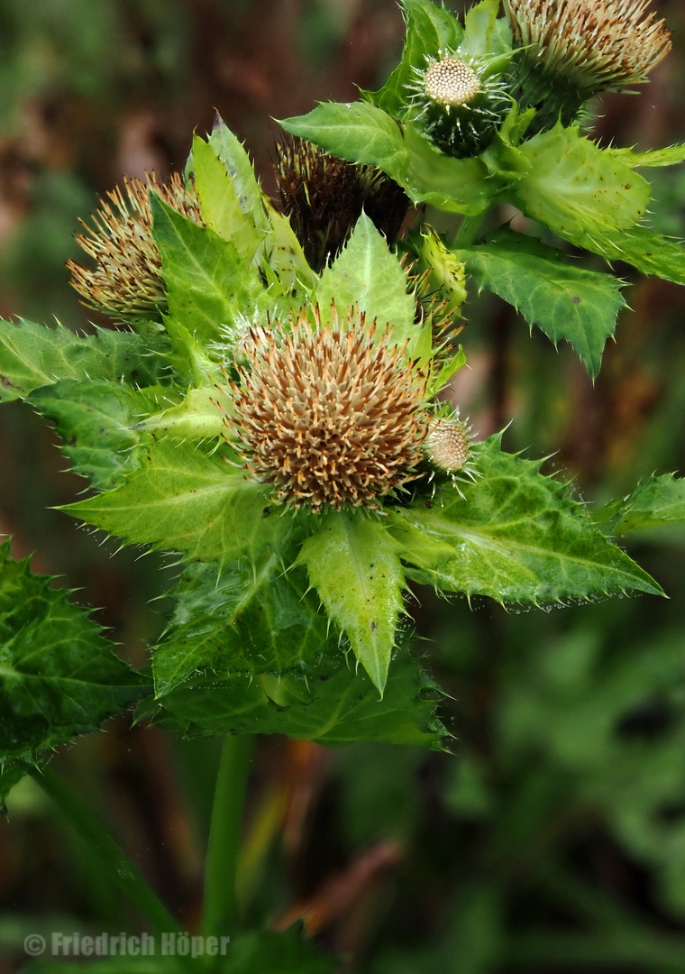  Kohl-Kratzdistel_3 (Cirsium oleraceum)